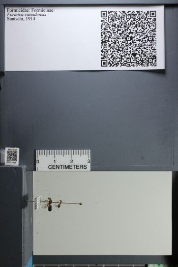 Media type: image;   Entomology 525429